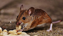 24 Hour & Emergency Exterminators in Alpine, NJ